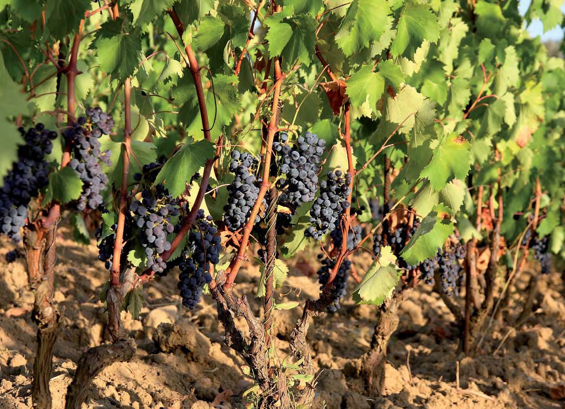 Sangiovese grapes in the Chianti Colli Fiorentini winemaking appellation