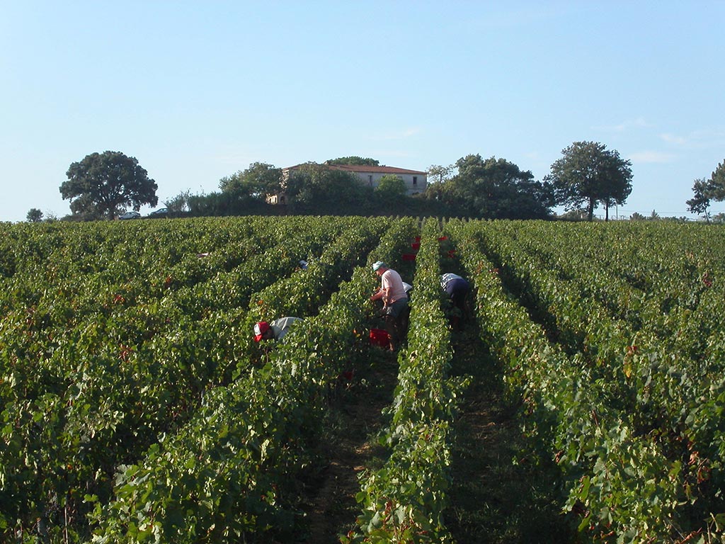 I Giusti & Zanza vineyards near Fauglia, province of Pisa