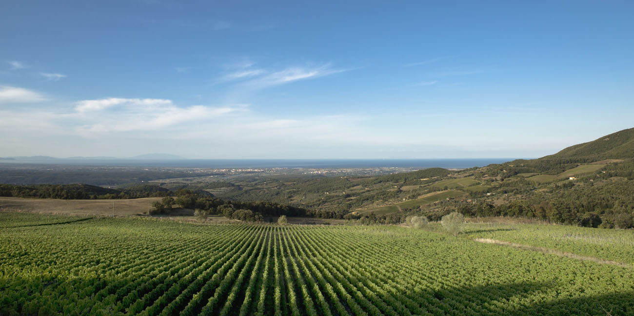 Tenuta Prima Pietra, one of the highest vineyards along the Tuscan coast