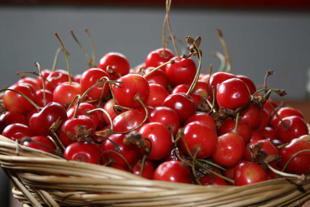 Head to Lari, near Pisa, for the town's famous cherry festival, May 28–June 5, 2016