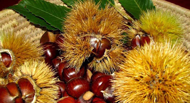 chestnuts