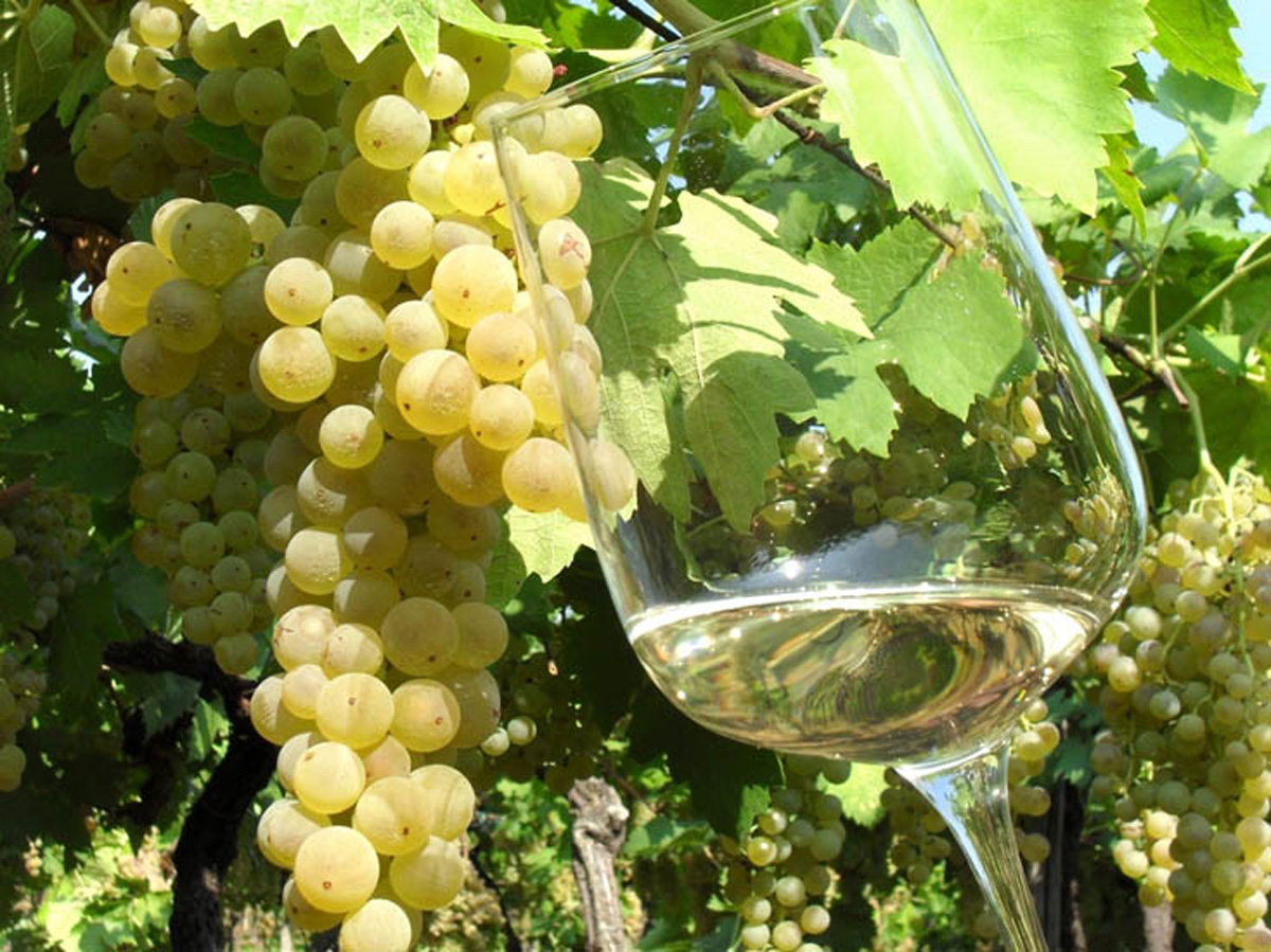 white-grapes-wine