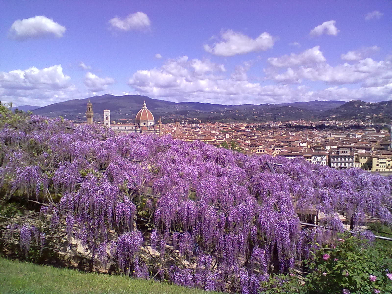 wisteria_villa_Bardini_1-1.jpg
