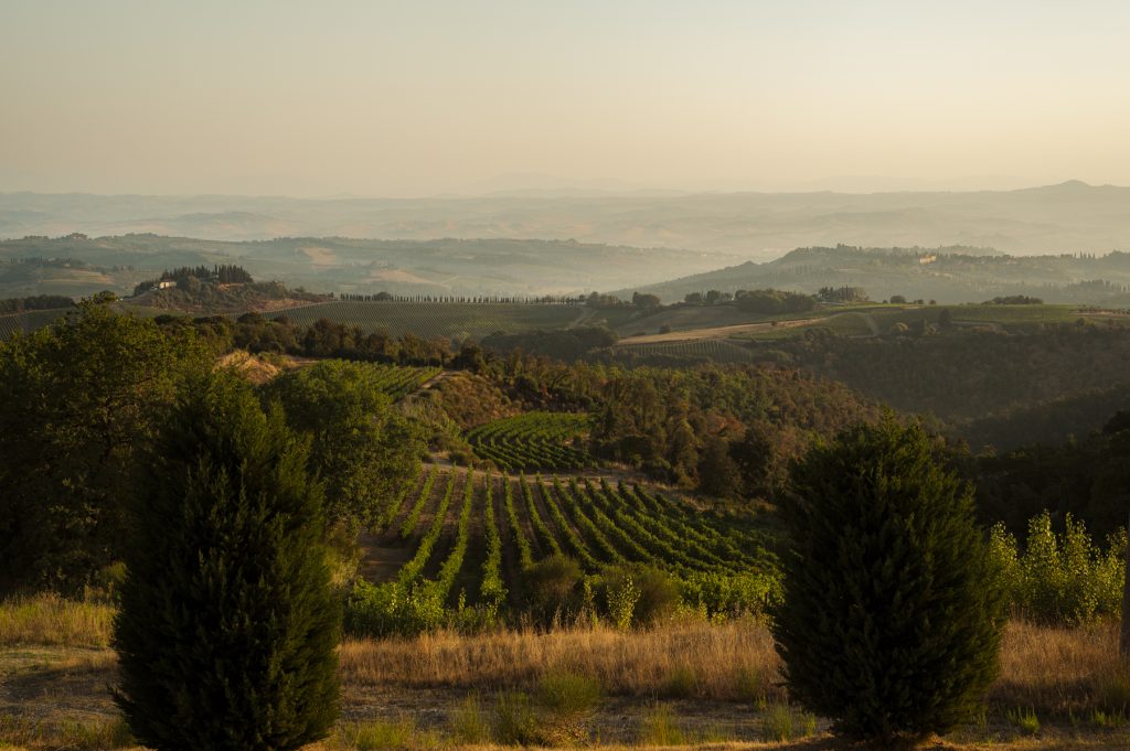 Perkebunan anggur terbaik di San Gimignano untuk dikunjungi