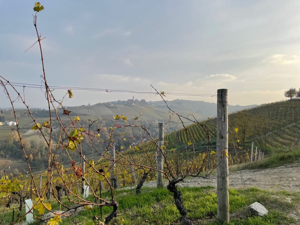 Moscato d'Asti vineyard, Coazzolo